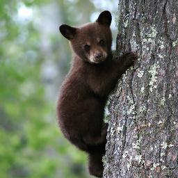 You've never been closer. Visit Gatlinburg today