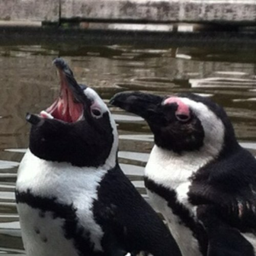 ペンギンが大好き。色々な動物園や水族館を見てまわりたいです。将来の夢は野生のペンギンに会いに行くこと。