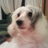 aranha963's profile image