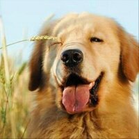 smile4tomorrow (@_smile4tomorrow) 's Twitter Profile