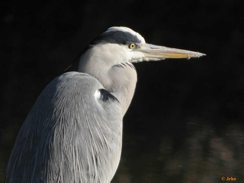 Un apasionado de la naturaleza y la observación de la biodiversidad