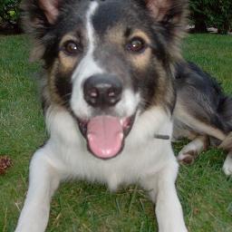 josmultaria's profile picture. samenwonen met rene,gek van onze border collie jimmy,snackbar smultaria den oever,wijntje drinken met vrienden