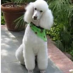 Dog Lover. Special. Poodle