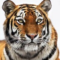 Torbay Tigers (@torbaytigers) 's Twitter Profile