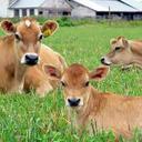 Olivia Murrell - @Wibbles97 - Twitter