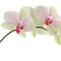 Cheryl Sinclair (@chezzie_za) 's Twitter Profile