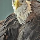 Douglas Rogers - @SCShooter - Twitter