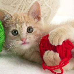 Anabellum417's profile picture. I am a GMA to 2 yr old twins, CD(DONA) Birth Doula, mom to 2 college students, momma” to my kitty hoard, and married to the best man ever.