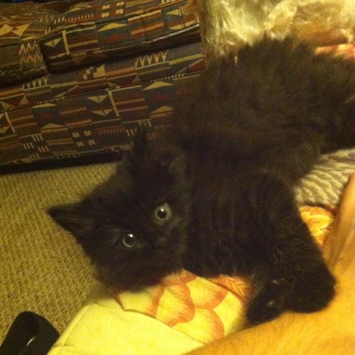 thepurr_monstr's profile picture. just a rook in a house full of cold hard vets. been using nip since 09 and i dont even know how many lives i got left