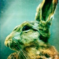 Rob Ellis (@lepidodendron_) 's Twitter Profile Photo