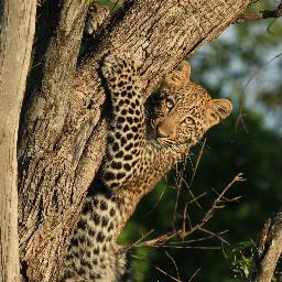 Wildlife photographer and traveler - always looking for the next adventure.