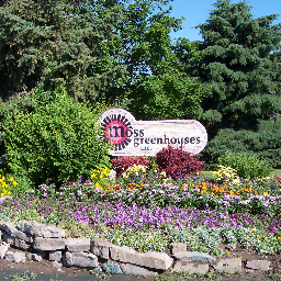 MossGreenhouses's profile picture. Wholesale bedding plant grower, retailer, plant professionals focused on quality, color, variety. Events, seminars, gardens. Veggies herbs annuals perennials