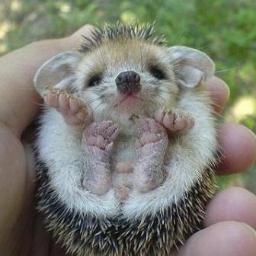 okkoka1's profile picture. De la méthode toujours de la méthode !