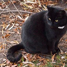 tconner's profile picture. Retired professor of sociology, Michigan State University.  Avid birder and bird photographer and enthusiastic cook.  Certified kayak instructor.