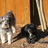 Schnoodles's profile image