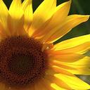 Kim Knisley - @KimTC7781 - Twitter