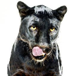 afochillin's profile picture. 