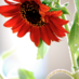 El Girasol Rojo (@junebug1886) Twitter profile photo El Girasol Rojo (@junebug1886) Twitter profile photo