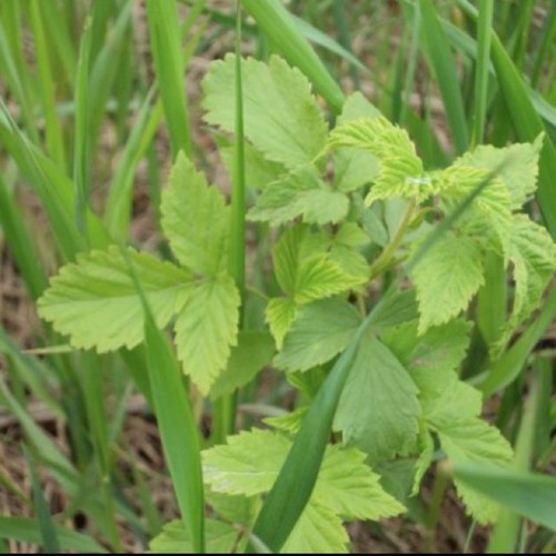 1Brooke123's profile picture. 