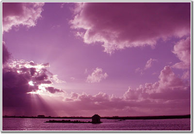 bug_bugmaster's profile picture. 