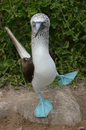 Galapagos Islands Travel - Your best independent resource for making your trip to the Galapagos Islands a safe and memorable experience.