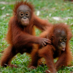 STAOfficial_'s profile picture. Here we share facts,tips and quotes about animal.. The tips is about how to save animal.. So, follow us! :D