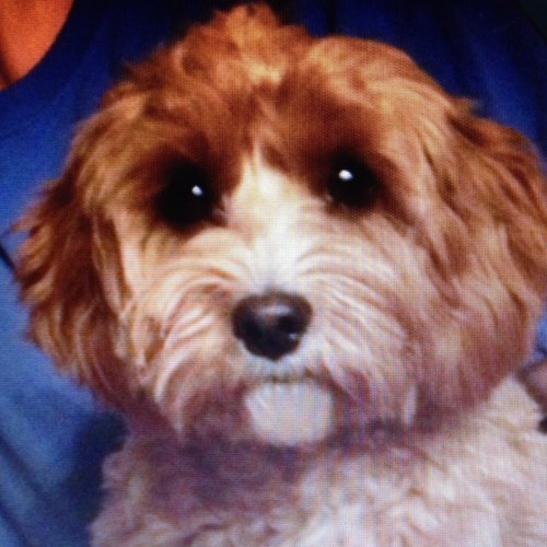 Just your every day cavapoo.Ridin around gettin it.Currently posting up wid C&C up in the c hills manor. Munchin on pool frogs.Protectin the fam since 11.duces