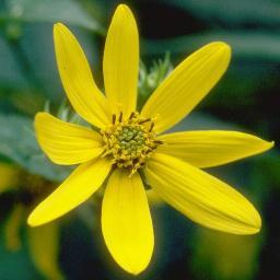 Thomas P. Lind is a Social Critic writer. Thinks  a critics job is not to cririzise but find solutions where passible. to tlifeproblem.  WritesInPoetryForm.