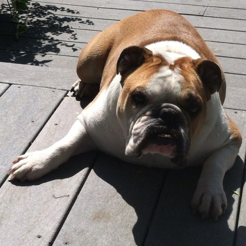 ThePastramiKing's profile picture. 