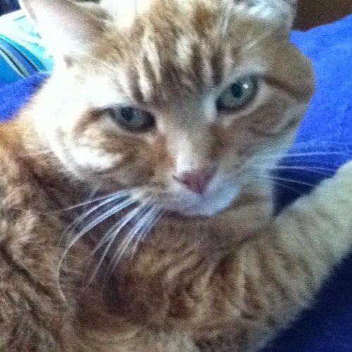 RickySauve's profile picture. I am owned by @ShoutForTaylor she can be annoying but I just let her live in my world. Anyway I am 12 years old. You all are my peasants. #SorryNotSorry