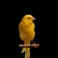 Canary Wireless(@CanaryWireless) 's Twitter Profile Photo