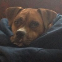 TONKS DA DOG(@TonksDaPItBox) 's Twitter Profile Photo