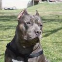 Leah Koval - @leahkoval - Twitter