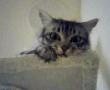 thatotototo's profile picture. ここは秘密基地です。
映画・音楽・ｽﾎﾟｰﾂ・犬・猫・異空間な場所・美しい言葉・真ん中が綺麗な人…が好きです。
第36回社会福祉士国家試験に合格！登録証も無事に届き、晴れて社会福祉士となりました！！