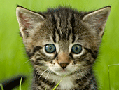 josephsreviews's profile picture. No. California book reviewer