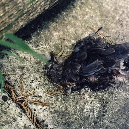 moose_s_preston's profile picture. You talk, but all I hear is silliness.