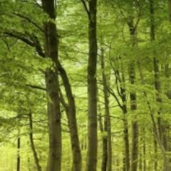 TriangulumFurni's profile picture. 