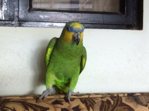 manohal20 Profile Picture
