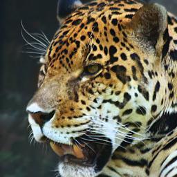 EvgenOmsk1's profile picture. 