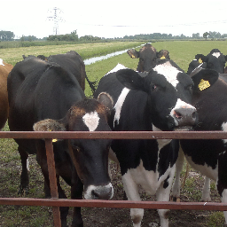 melkveehouder in Krimpen aan de lek