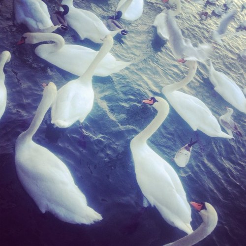 Ayshaa_ahmadd's profile picture. 