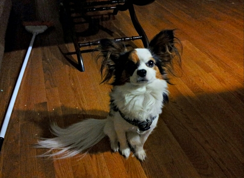 DoStinky's profile picture. I poop and sleep!