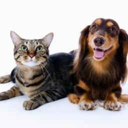 PetMoves's profile picture. Want to fly with your Pet in the Cabin to London, avoiding Cargo? The airline says no, we have the best solution!