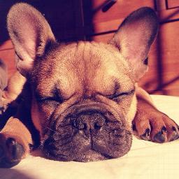 JreamPets's profile picture. Professional Advertising Team. We Build and Manage Pet Websites, Social Media Promotions and much more. Visit our website for more information.