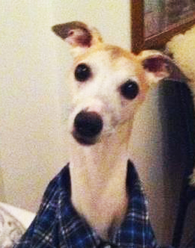 Tankefull whippet fra Oslo. Blir 9 år på julaften. Prøver å miste jomfrudommen.