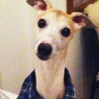Herre Berre (@whippetherre) 's Twitter Profile