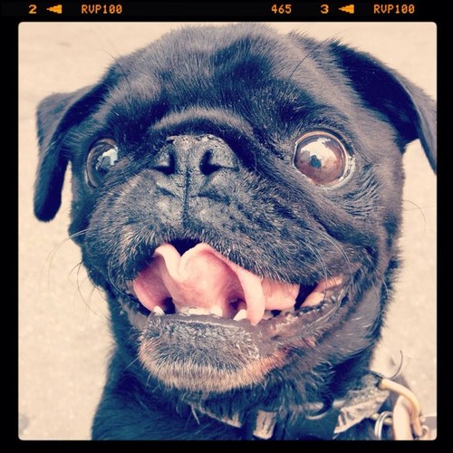 HamiltonPug Profile Picture