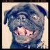 Hamilton Pug (@hamiltonpug) Twitter profile photo Hamilton Pug (@hamiltonpug) Twitter profile photo