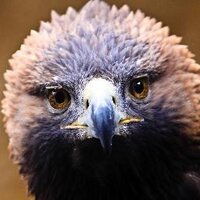 Mountsberg (@raptorcentre) 's Twitter Profile
