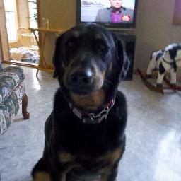 trijenny's profile picture. Am poor because I have horses!